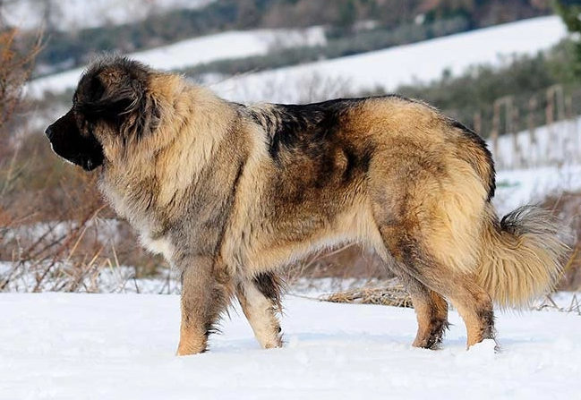 纯种高加索犬幼犬多少钱一只 纯种高加索犬幼犬多少钱一只