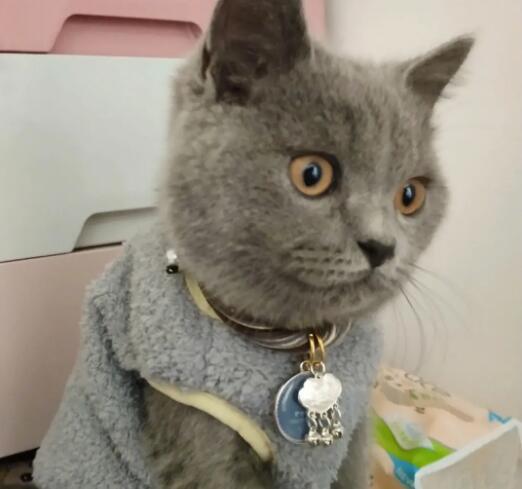 英短蓝猫呼吸有呼噜声?只有养猫者才能了解 英短蓝猫呼吸有呼噜声?只有养猫者才能了解