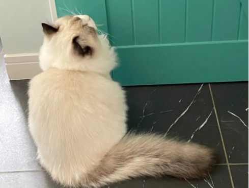 猫在卫生间门口一直叫 猫在卫生间门口一直叫