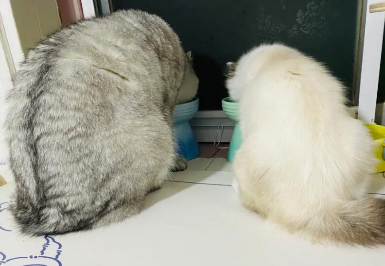  银渐层母猫和布偶公猫