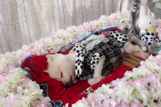 宠物殡葬加盟店亏死了