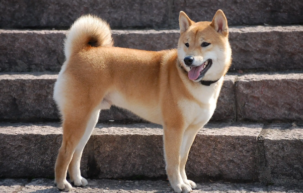 中华田园犬怎么挑选？方法如下