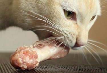 猫咪怀孕为什么不吃骨头了