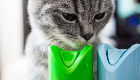 猫咪的除草剂中毒,这些日常用品对猫咪有毒! 猫咪的除草剂中毒,这些日常用品对猫咪有毒!