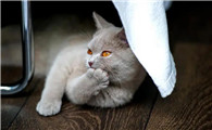 猫叫完发出一种声音是什么原因引起的