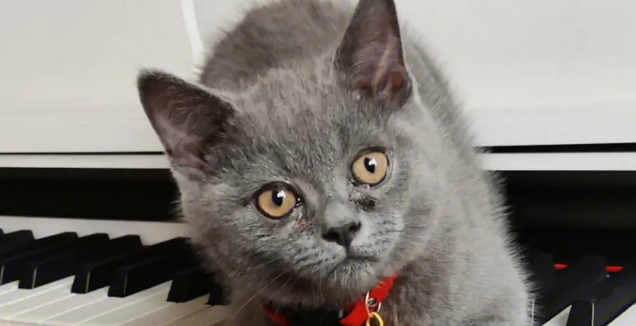 猫咪的钡餐造影,猫咪健康! 猫咪的钡餐造影,猫咪健康!