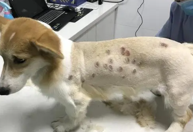 狗皮肤真菌感染用什么药效果快