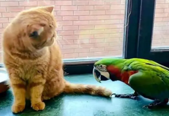 鹦鹉怕猫吗
