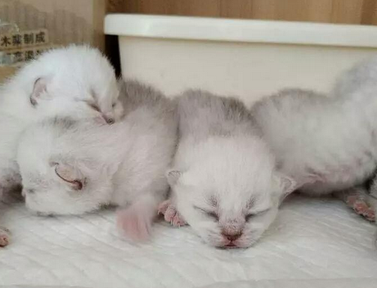 猫咪第一胎一般生几只小猫