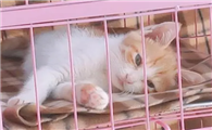 猫咪喜欢在笼子睡觉吗