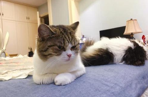 猫咪缺乏维生素A也是病?!是真的! 猫咪缺乏维生素A也是病?!是真的!