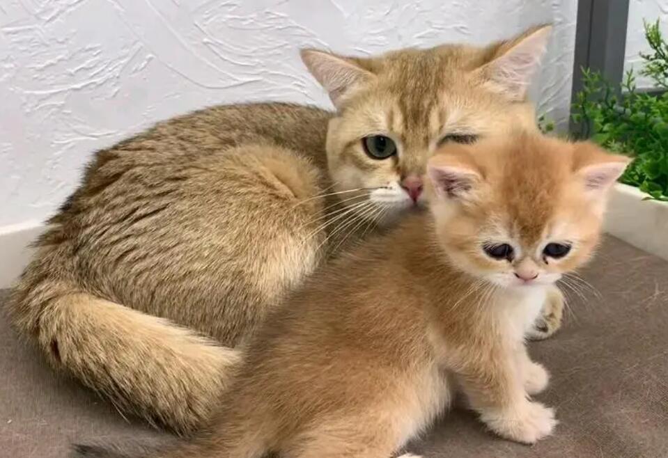猫爸爸和女儿生的猫