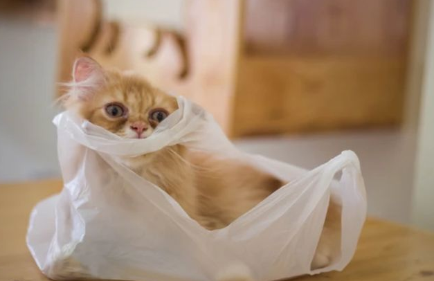 猫一般生几只小猫？