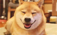柴犬毛发必须医护吗,不医护行吗?