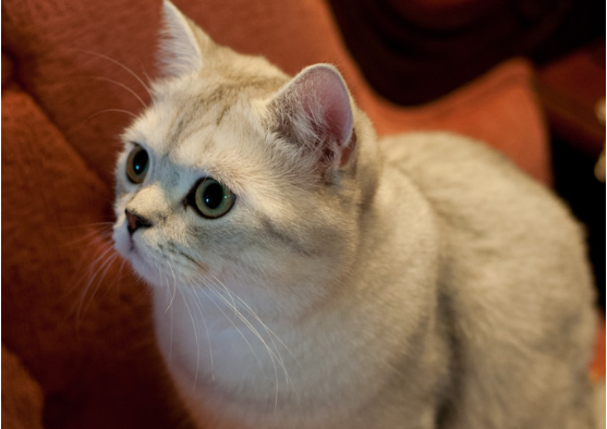 如何让猫咪接受新生儿之孕期准备篇,猫咪怀孕!