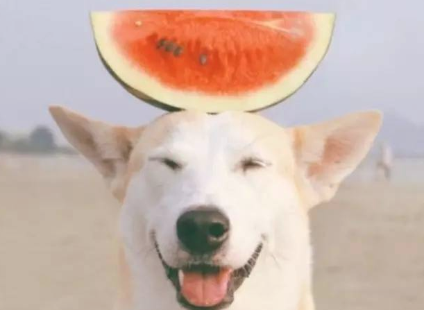 狗狗能吃西瓜吗？一起来瞧瞧