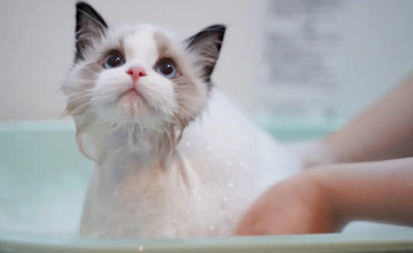 猫咪打猫三联加强针之后多久可以洗澡？