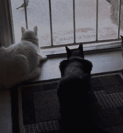 翻身二哈把歌唱！猫狗大战，二哈终于勇敢了一回！ 