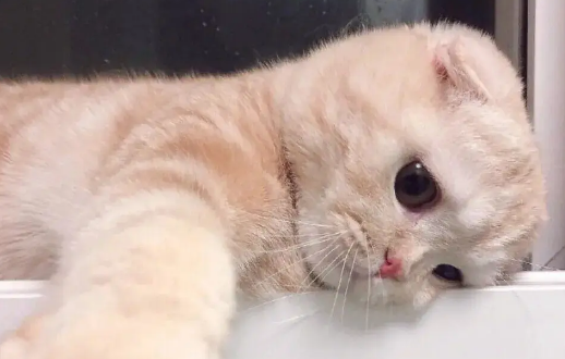 为什么猫咪总是要在特别饿的时候才吃猫粮? 为什么猫咪总是要在特别饿的时候才吃猫粮?