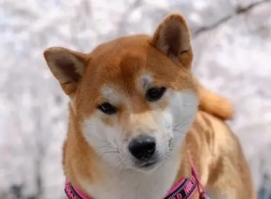 当柴犬出现这些表现时,就说明宠过头了! 当柴犬出现这些表现时,就说明宠过头了!