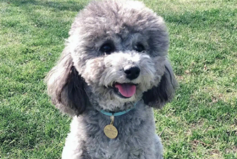 狗狗智商排名