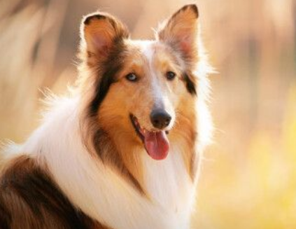 苏牧犬怎么修毛？