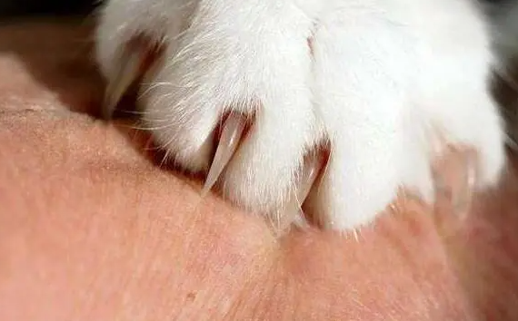 粮油店养的猫挠破需要打针吗？