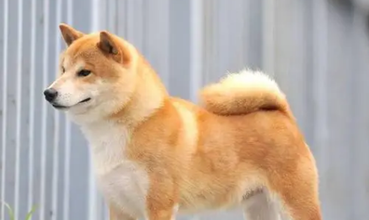 初学者养柴常见问题:三个月铸就颜值爆表网络红人柴犬! 初学者养柴常见问题:三个月铸就颜值爆表网络红人柴犬!