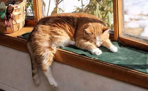 老年猫咪的保健管理，让您的猫咪活得更久！