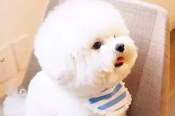 狗狗皮肤病掉毛用什么药? 狗狗皮肤病掉毛用什么药?