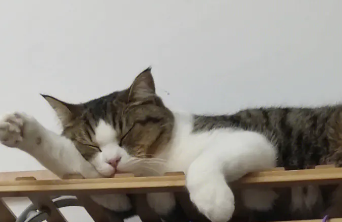 猫睡觉的姿势代表什么意思 猫睡觉的姿势代表什么意思