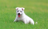 雨天不可以遛狗？这种方式轻轻松松处理！