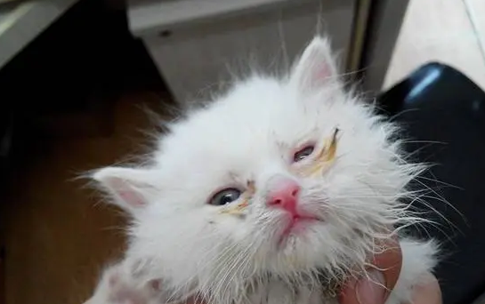 猫咪是怎么感染上猫瘟病毒的 猫咪是怎么感染上猫瘟病毒的