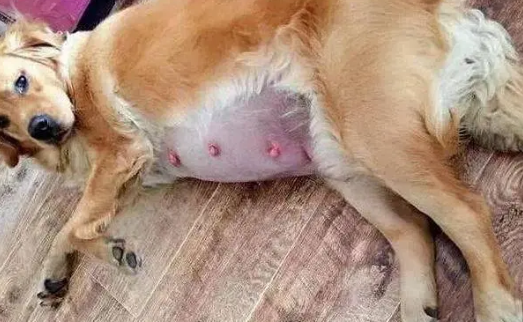 狗狗难产助产手法全解