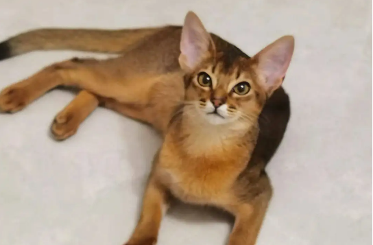 阿比西尼亚猫味道好大 阿比西尼亚猫味道好大