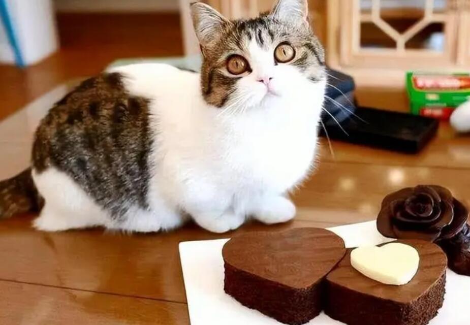 猫咪吃了巧克力糖该怎么办呢
