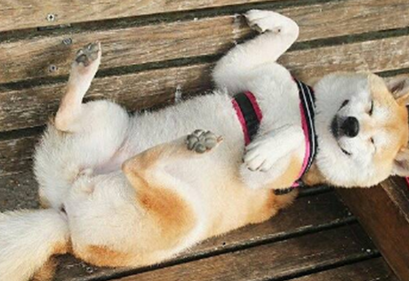 柴犬嘴巴溃疡会痛吗？来看看吧
