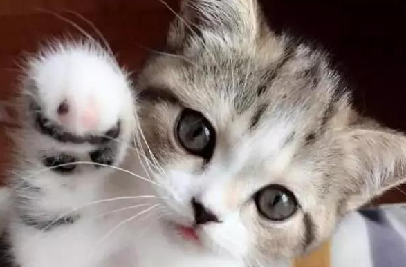猫咪最常见的患病，都有哪些？