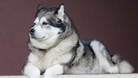 阿拉斯加犬感冒流鼻水成青色？主人应该怎么办？