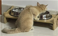 猫咪拉软便两周了可以用益生菌改善吗?