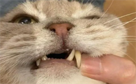 猫牙齿断了会怎么样啊