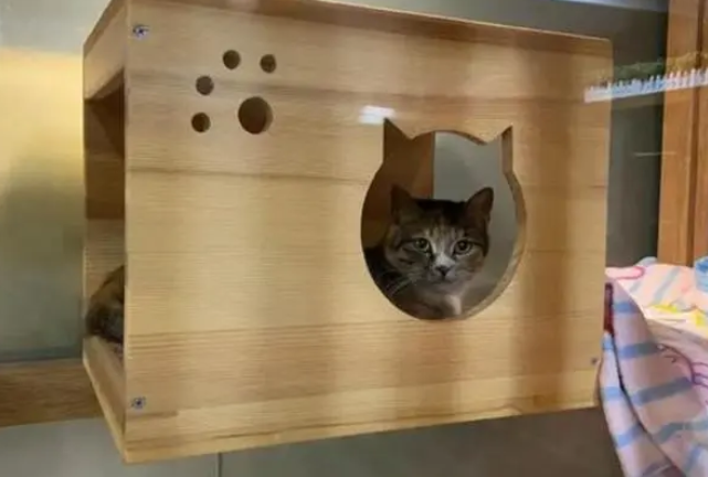 宠物猫寄养一般多少钱