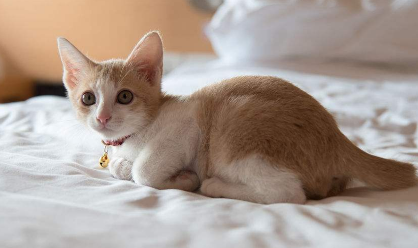猫咪为什么偶尔尿床上 猫咪为什么偶尔尿床上