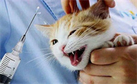猫绦虫杀手原来是它,怎么预防?(猫绦虫怎么处理)