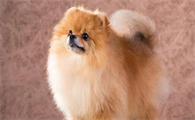 为什么说博美犬随时会死?