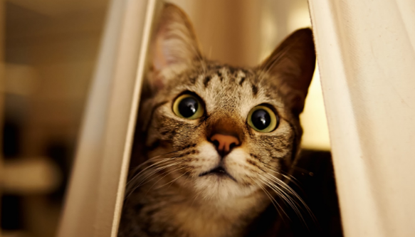 猫心丝虫的症状有哪些