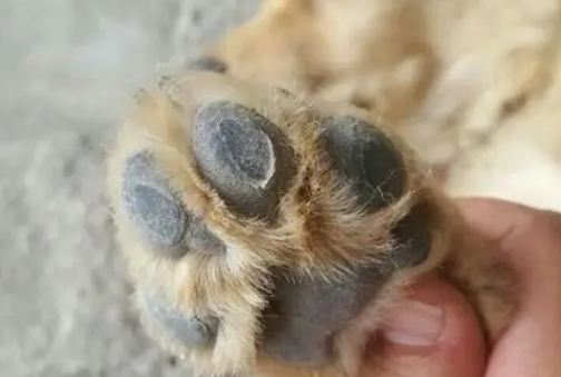 狗狗脚丫不让碰的原因
