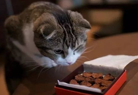 为什么不能让猫咪吃巧克力？