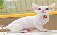 德文卷毛猫性格可怕