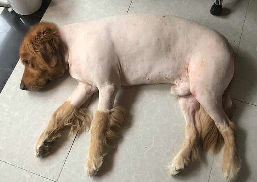 狗狗的腿为什么没有腿毛